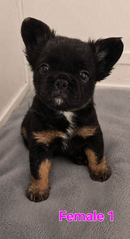 Fluffy French Bulldog Puppies - KC Registered