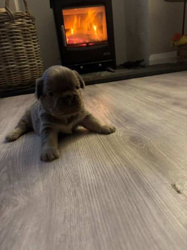 French Bulldog puppies for sale in Maghera, County Londonderry – KC registered, 8 weeks old - Image 4 of 4