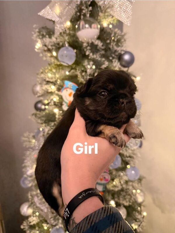 Fluffy French bulldog puppys - Image 2 of 3