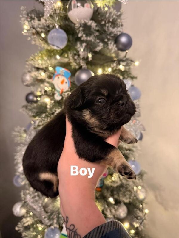 Fluffy French bulldog puppys - Image 3 of 3