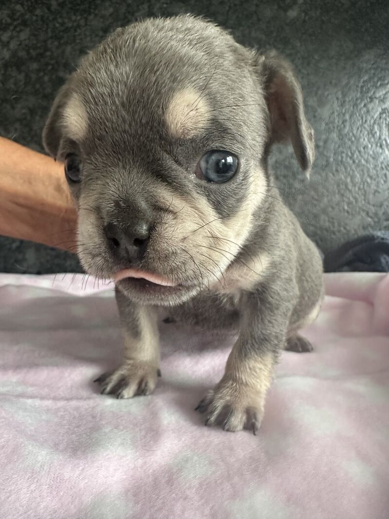 Fluffy French bulldog pups for sale in SS17 8DD | Image 2