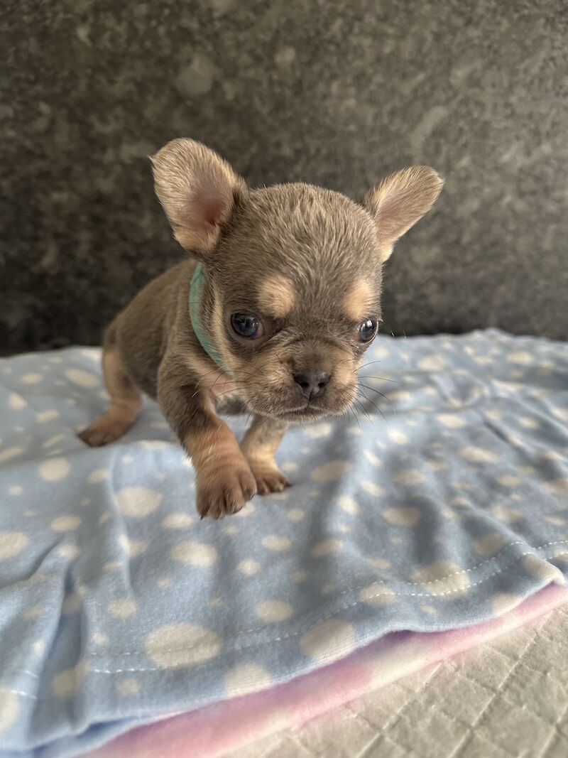 Fluffy French bulldog pups for sale in SS17 8DD | Image 3