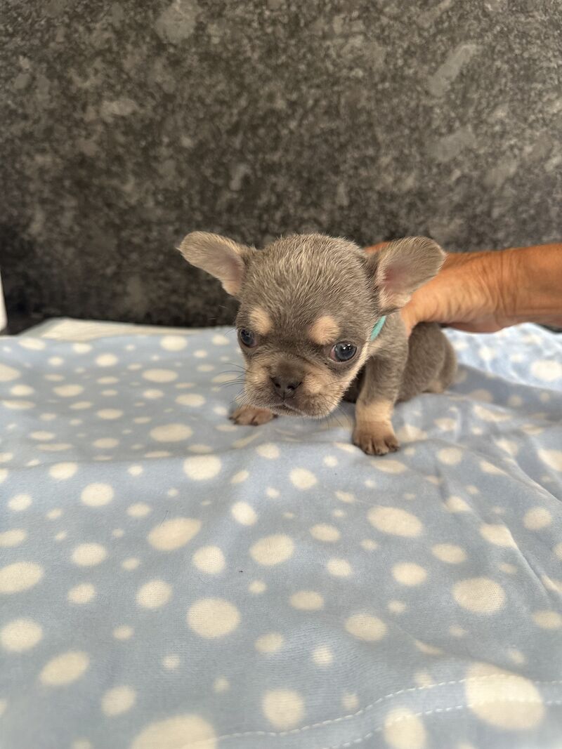 Fluffy French bulldog pups for sale in SS17 8DD | Image 4