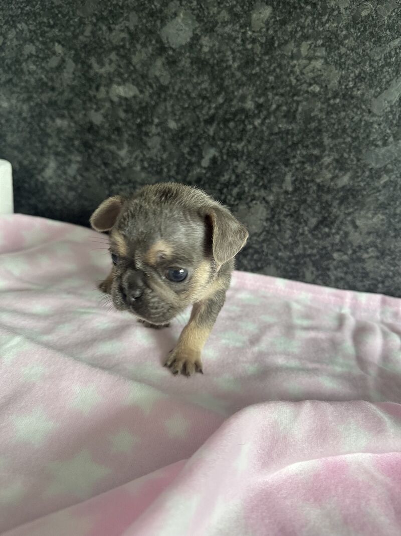 French Bulldog puppies for sale in SS17 8DD – KC registered, 1 year old - Image 5 of 15