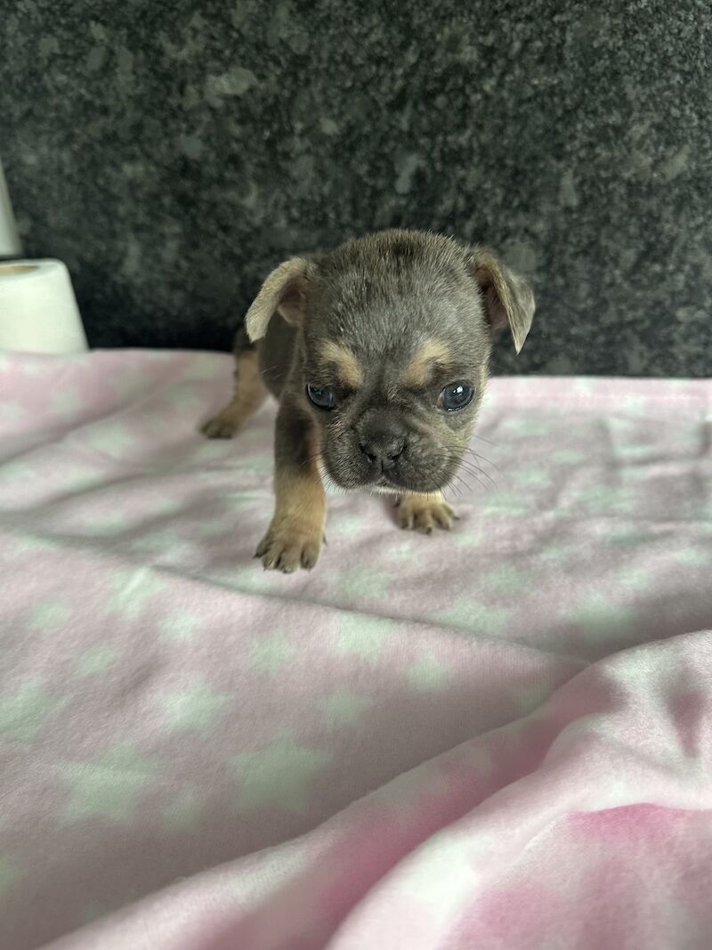 French Bulldog puppies for sale in SS17 8DD – KC registered, 1 year old - Image 6 of 15