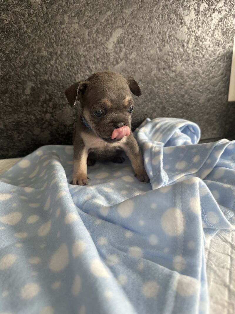 French Bulldog puppies for sale in SS17 8DD – KC registered, 1 year old - Image 7 of 15