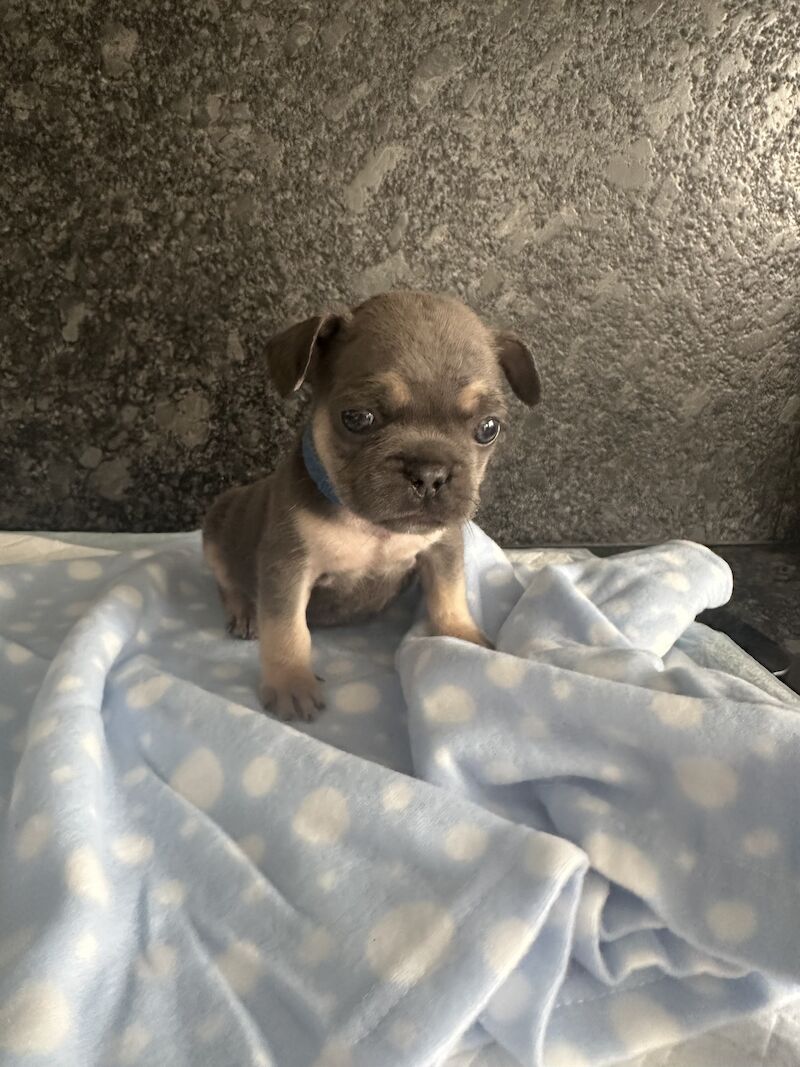 French Bulldog puppies for sale in SS17 8DD – KC registered, 1 year old - Image 8 of 15