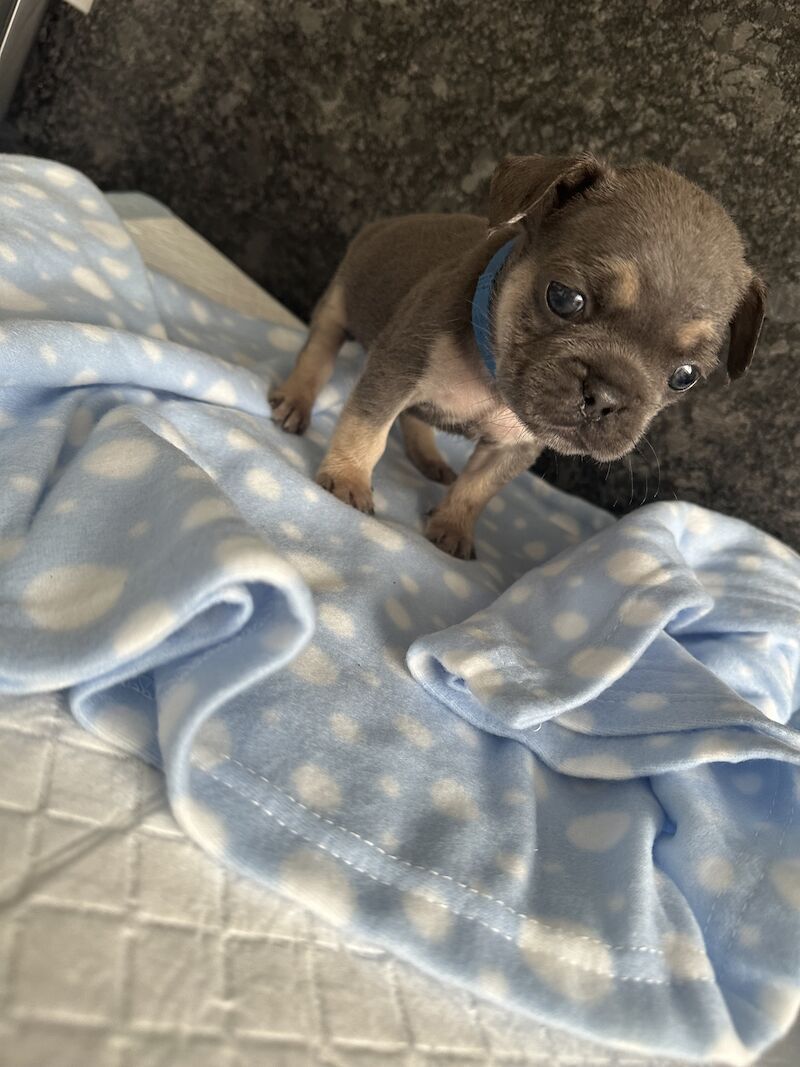 French Bulldog puppies for sale in SS17 8DD – KC registered, 1 year old - Image 9 of 15