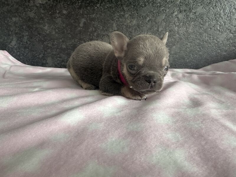 French Bulldog puppies for sale in SS17 8DD – KC registered, 1 year old - Image 11 of 15