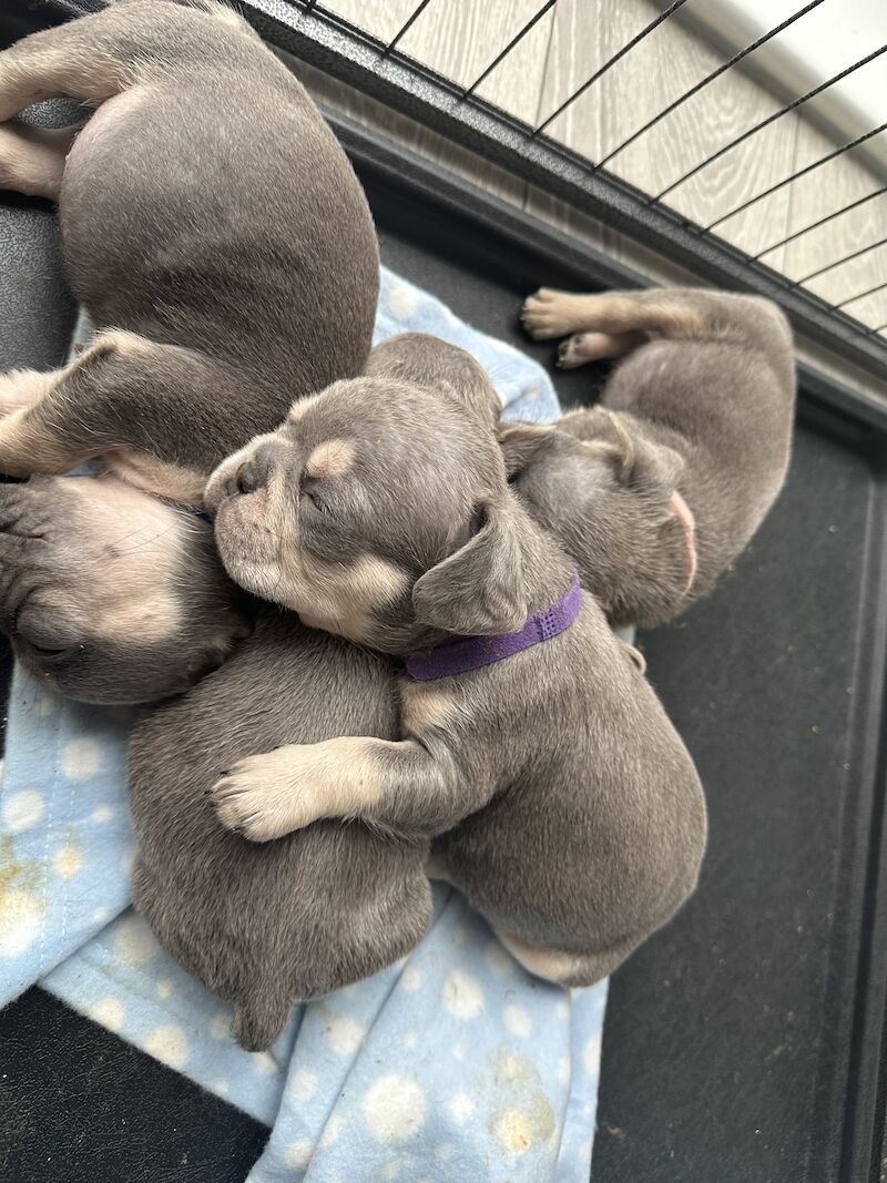 French Bulldog puppies for sale in SS17 8DD – KC registered, 1 year old - Image 12 of 15