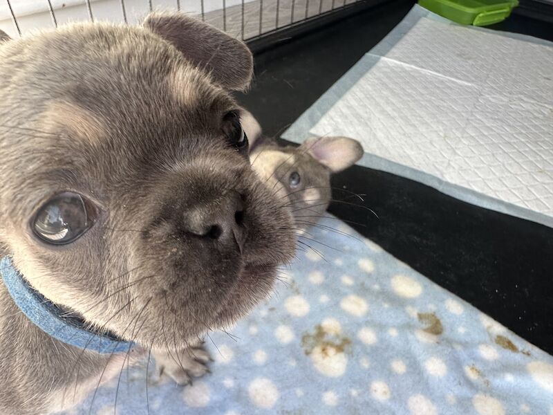 French Bulldog puppies for sale in SS17 8DD – KC registered, 1 year old - Image 13 of 15