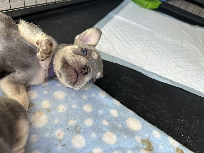 French Bulldog puppies for sale in SS17 8DD – KC registered, 1 year old - Image 14 of 15