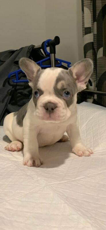 French Bulldog puppies for sale in Glasgow, Glasgow City – KC registered, 1 year old