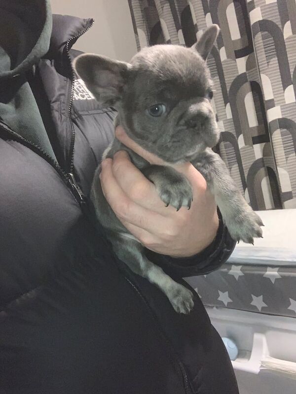 French Bulldog puppies for sale in Glasgow, City of Glasgow – KC registered, 1 year old - Image 2 of 3