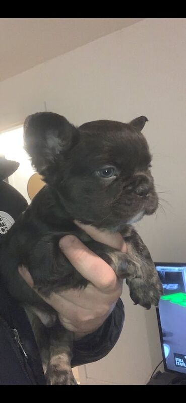 French Bulldog puppies for sale in Glasgow, City of Glasgow – KC registered, 1 year old - Image 3 of 3