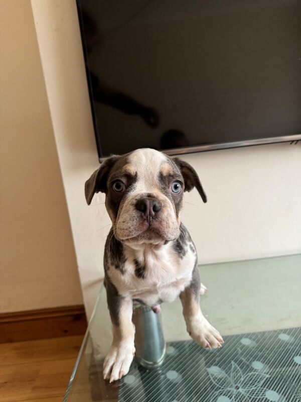 Fluffy french bulldogs for sale in Southend-on-Sea, Essex | Image 4