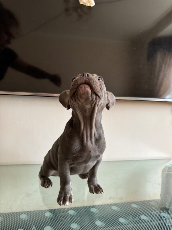 French Bulldog puppies for sale in Southend-on-Sea, Essex – 1 year old - Image 8 of 15