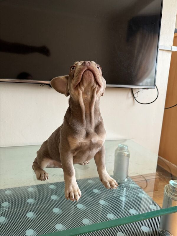 French Bulldog puppies for sale in Southend-on-Sea, Essex – 1 year old - Image 15 of 15