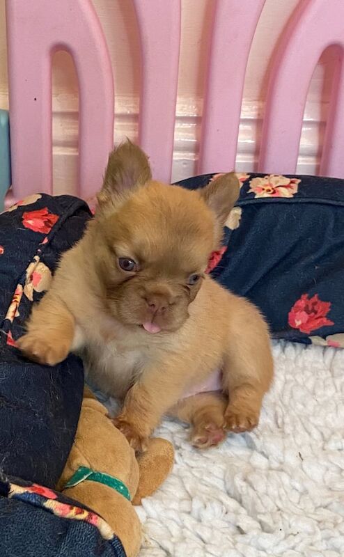 French Bulldog puppies for sale in Stockton-on-Tees, Durham – KC registered, 5 weeks old