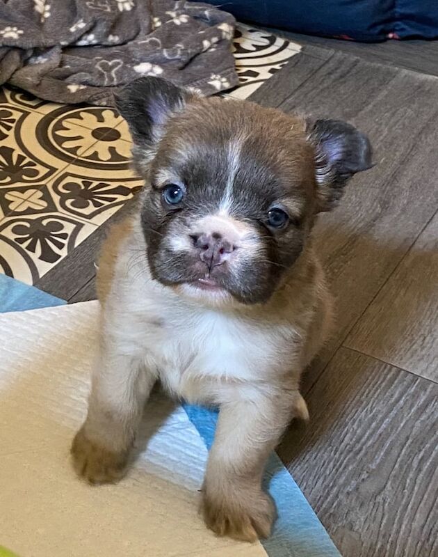 French Bulldog puppies for sale in Stockton-on-Tees, Durham – KC registered, 5 weeks old - Image 2 of 3