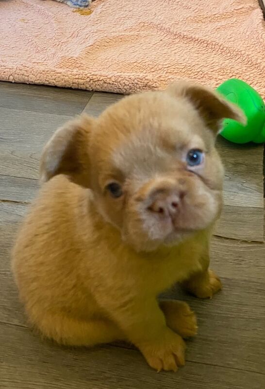 French Bulldog puppies for sale in Stockton-on-Tees, Durham – KC registered, 5 weeks old - Image 3 of 3