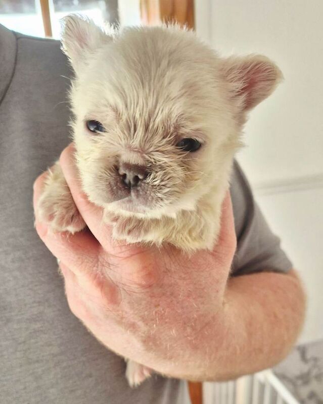 French Bulldog puppies for sale in Dunmurry, County Antrim – 7 weeks old
