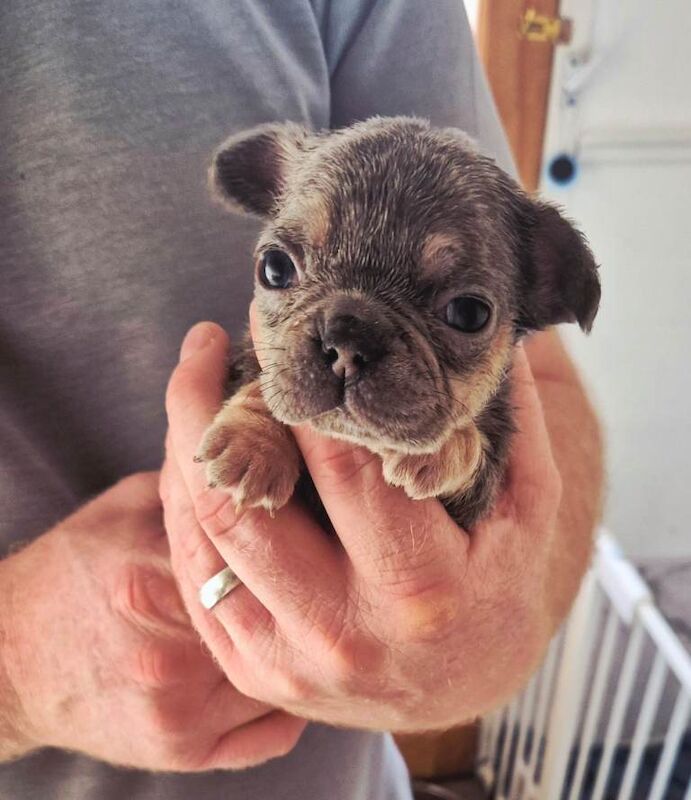 French Bulldog puppies for sale in Dunmurry, County Antrim – 8 weeks old - Image 2 of 4