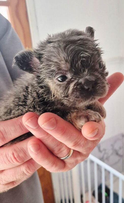 French Bulldog puppies for sale in Dunmurry, County Antrim – 8 weeks old - Image 3 of 4