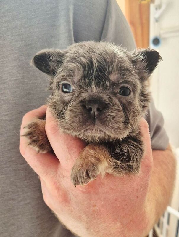 French Bulldog puppies for sale in Dunmurry, County Antrim – 8 weeks old - Image 4 of 4