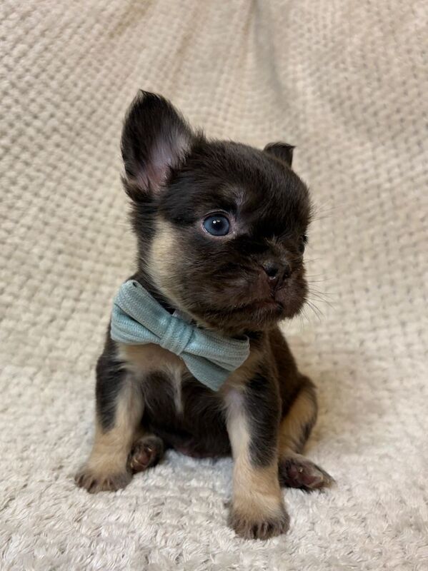 Kennel Club Registered French Bulldog Puppies For Sale