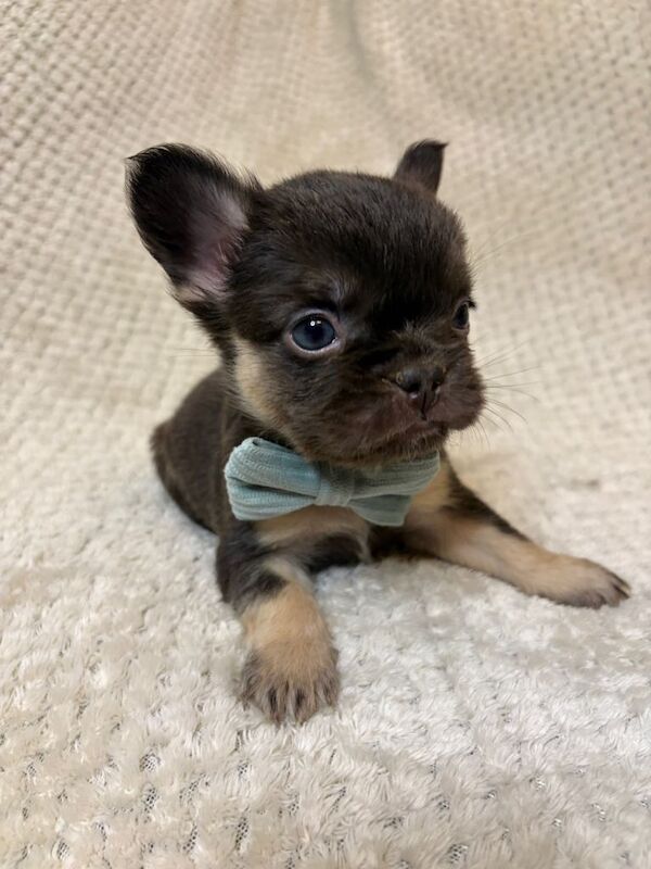Fluffy French Bulldogs - Image 2 of 6