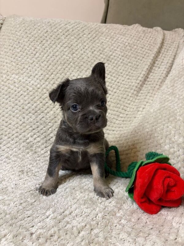 Fluffy French Bulldogs - Image 3 of 6