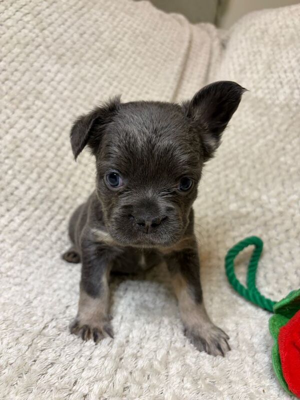 Fluffy French Bulldogs - Image 4 of 6