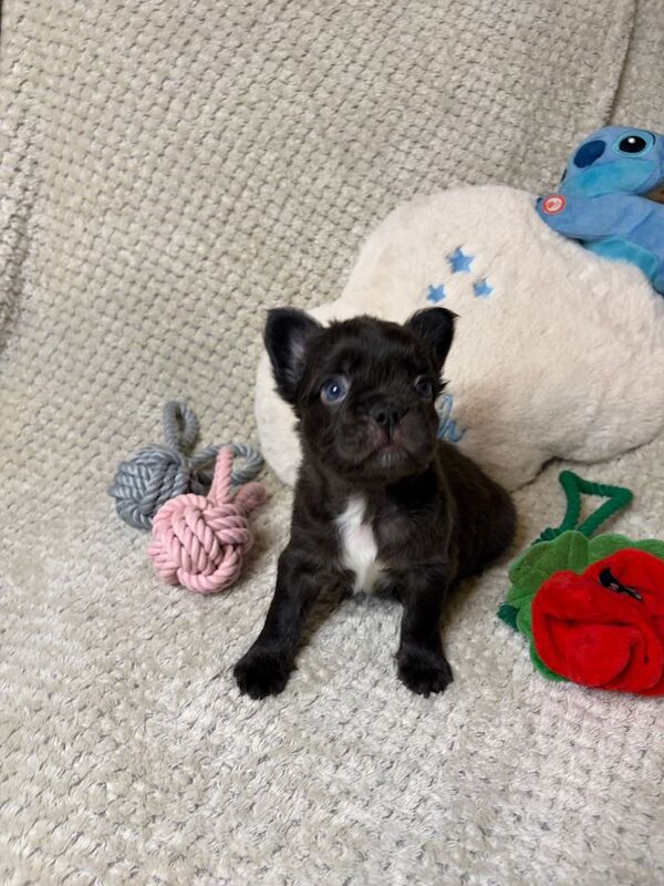 Fluffy French Bulldogs - Image 5 of 6