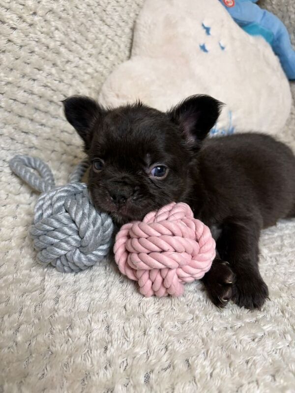 Fluffy French Bulldogs - Image 6 of 6