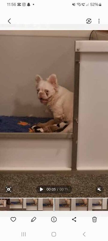 Kennel Club Registered French Bulldog Puppies For Sale