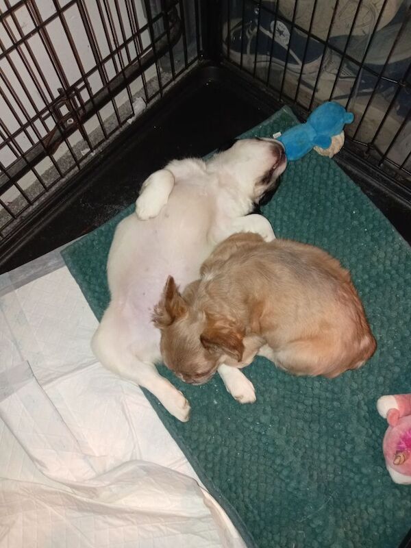 Fluffy French bulldogs - Image 3 of 5