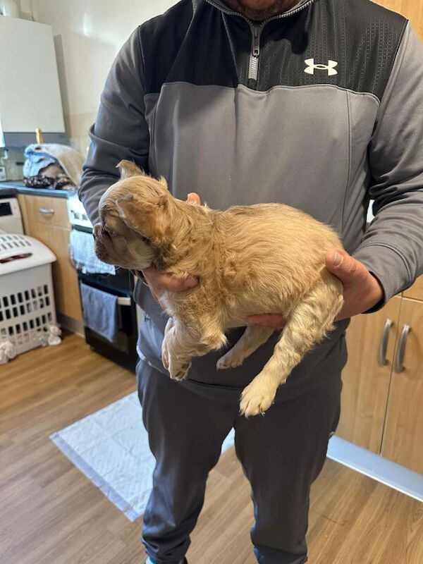 Fluffy French bulldogs - Image 4 of 5