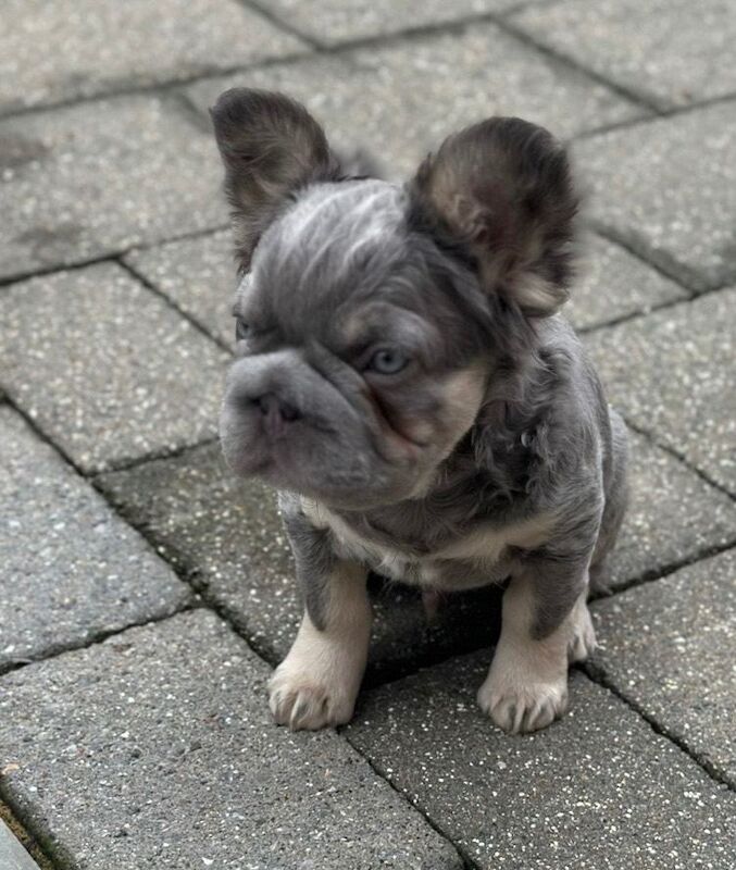 Fluffy French bulldogs