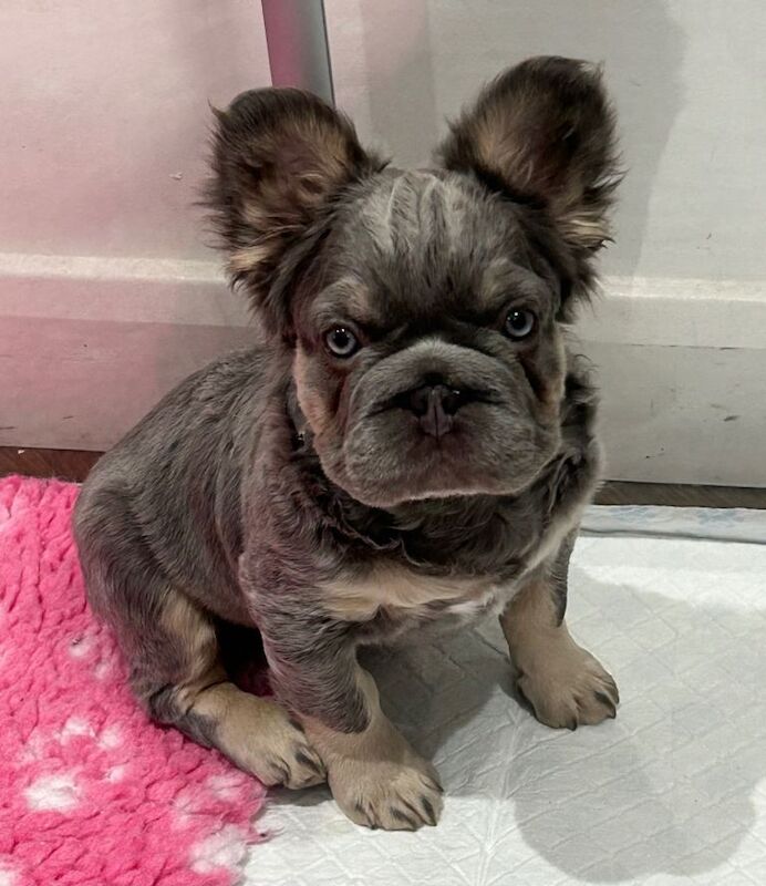 Fluffy French bulldogs - Image 3 of 5