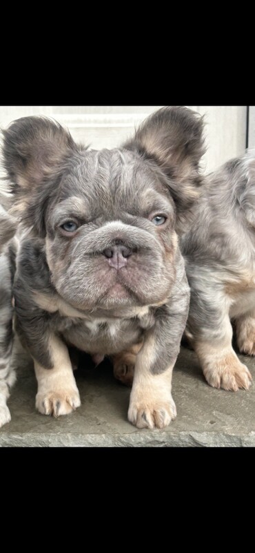 Fluffy French bulldogs - Image 5 of 5