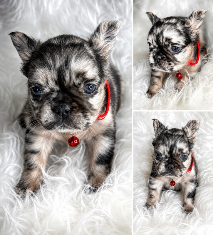 Fluffy French bulldogs