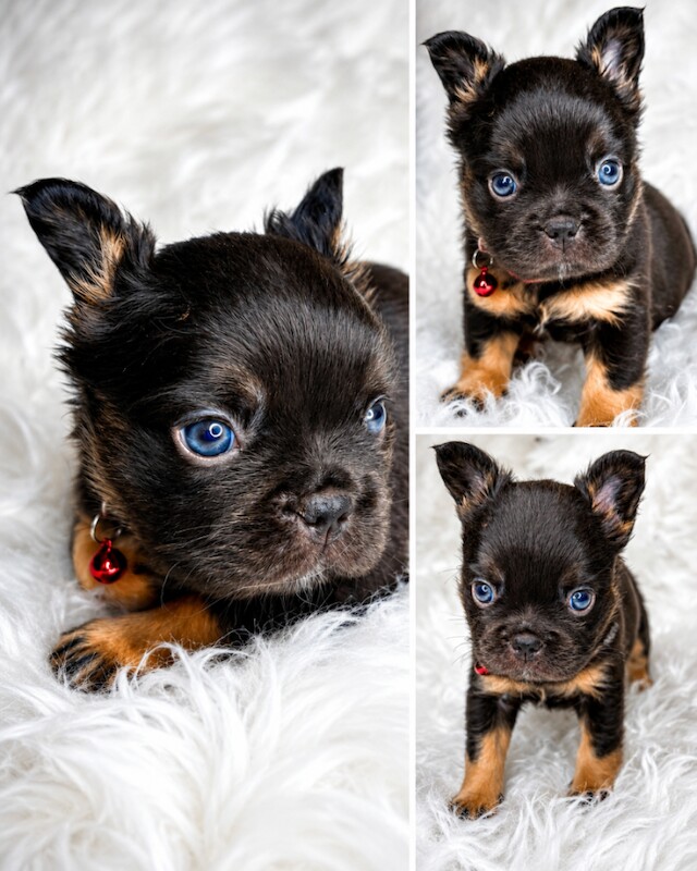 Fluffy French bulldogs - Image 2 of 4