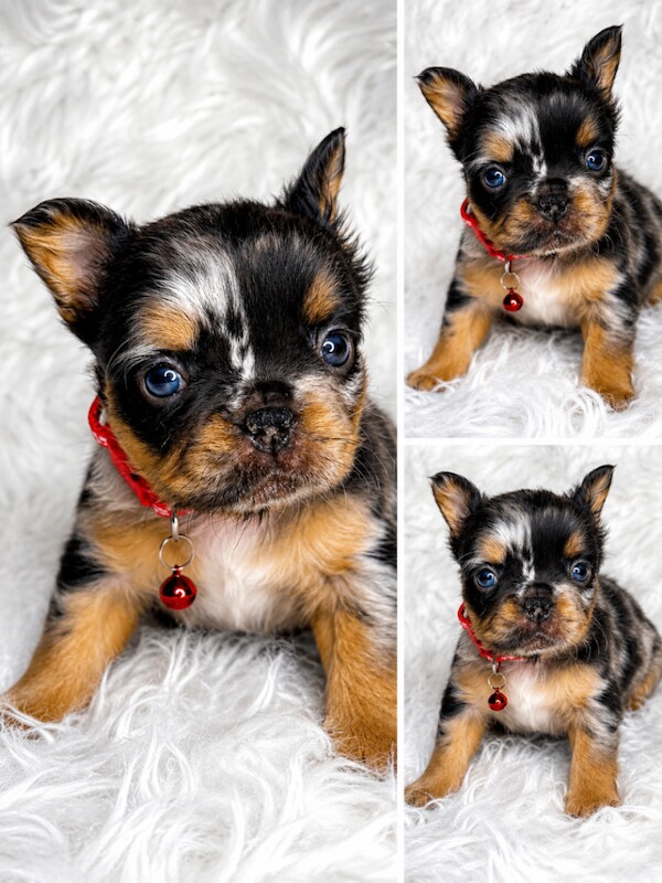 Fluffy French bulldogs - Image 3 of 4