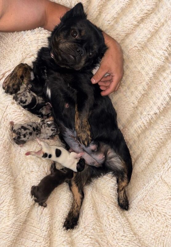 Fluffy French bulldogs - Image 4 of 4
