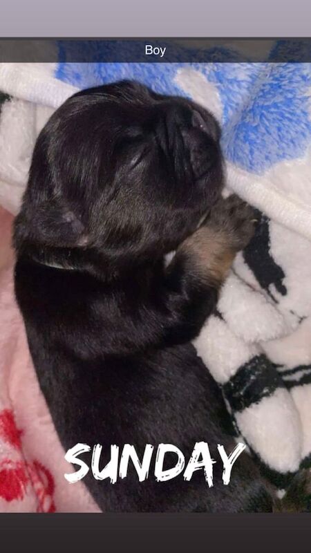 Fluffy french bulldogs for sale - Image 2 of 6