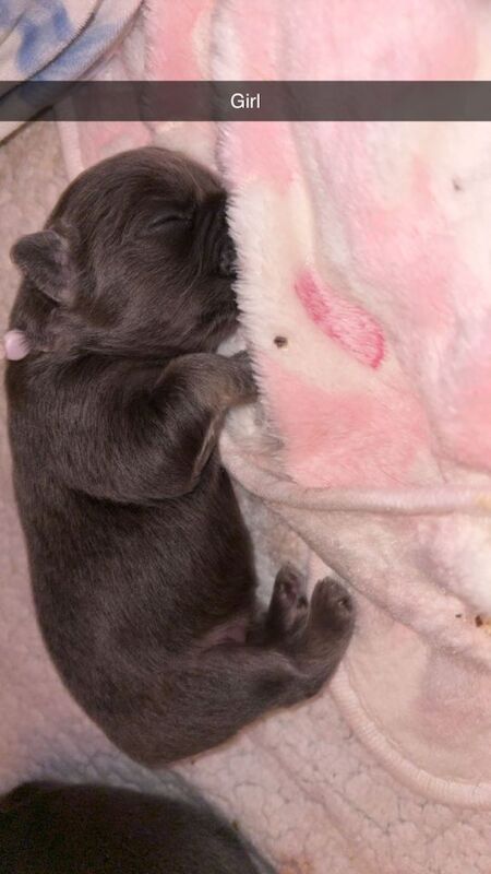 Fluffy french bulldogs for sale - Image 3 of 6