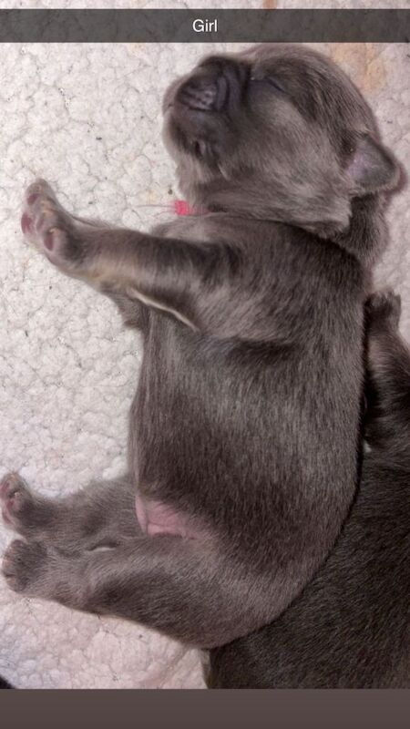 Fluffy french bulldogs for sale - Image 4 of 6