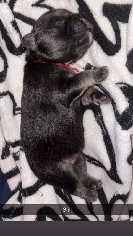 Fluffy french bulldogs for sale - Image 5 of 6