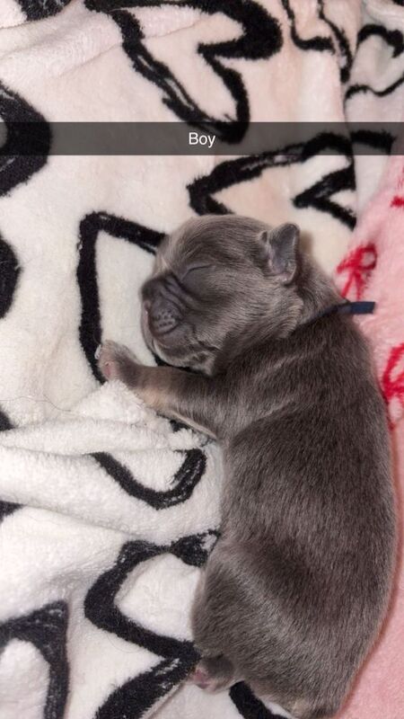 Fluffy french bulldogs for sale - Image 6 of 6